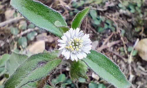 1-Eclipta-alba